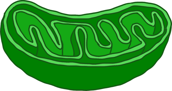 ミトコンドリア